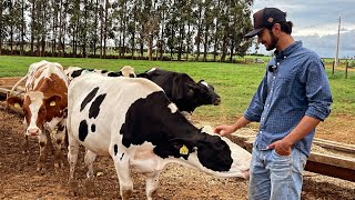 Genética de altíssima qualidade da Fazenda Vale do Leite [upl. by Neelyhtak]