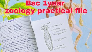 Bsc 1 year Zoology practical file [upl. by Trude]