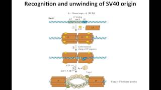 Lessons from SV40 [upl. by Eirahcaz]