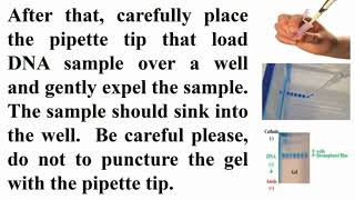 Correct Way of Loading DNA in Agarose Gel Electrophoresis [upl. by Gee]