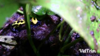 Dendrobates tinctorius nikita [upl. by Camarata921]