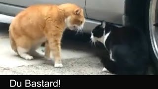 Sprechende Katzen  Talking Cats Official german subtitles [upl. by Nivlad]