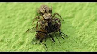 JUMPING SPIDER amp DINNER [upl. by Reedy]