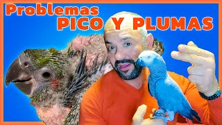 ⚠PROBLEMA PICO Y PLUMAS  🦜CONSULTA LOROS🦜 [upl. by Etteragram29]