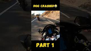 DOG LIVE CRASHED WITH BIKER😭PAIR TOOT GAYAmodified rr310 rider kawasaki zx6r monsterenergy [upl. by Iramo]