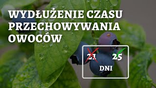 Jak zwiększyć plon i wydłużyć czas przechowywania owoców z 21 do 25 dni w borówce amerykańskiej [upl. by Harvard812]