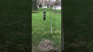 My Squirrel is smarter than your Squirrel Squirrel Outsmarts Slinky at Bird Feeder [upl. by Ahon]