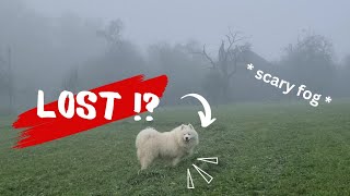 I Lost my Dog in the Fog [upl. by Etessil]