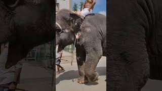 Rameshwaram Elephant [upl. by Reinold]