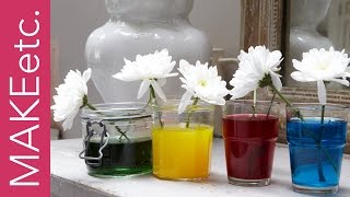 Kids Science Experiment  How to turn white flowers into colourful carnations [upl. by Rotkiv]