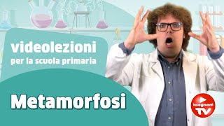 Videolezione la metamorfosi  Renato lo scienziato Renatoloscienziato [upl. by Etsyrk112]