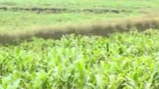 Vetiver System  Land Pays an example of best practices in Ethiopia [upl. by Eirroc]