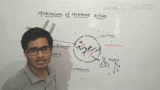 Mechanism of action of steroid hormones in detail [upl. by Orgell]