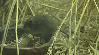 カヤネズミ 上野動物園・真夏の夜の動物園 2018年8月10～16日 [upl. by Grimaud708]