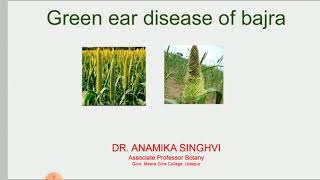 Green ear disease of Bajra Msc Botany sem 3 pl pathology by Anamika Singhvi [upl. by Fendig796]