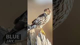 What’s the difference sharp shinned hawk vs Cooper’s hawk shortsfeed shortsvideo shorts [upl. by Rednazxela]