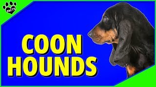 Top 7 Best Coonhound Breeds  Dogs 101 [upl. by Hazel]