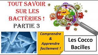 Les Bactéries COCCOBACILLES  TOUT SAVOIR sur les Bactéries  Comprendre amp Apprendre [upl. by Llerehc]