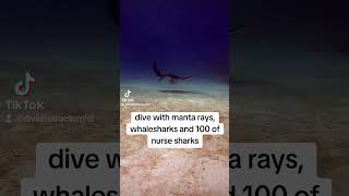 Dive with whalesharks manta rays nurse sharks reef sharks and more 😊 sharkdiver sharkdiving [upl. by Tallula]