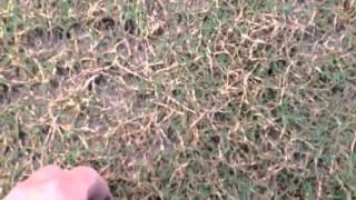 Sprigging 19 Green [upl. by Deden]