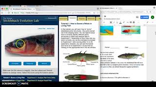 Modified Stickleback Evolution Lab [upl. by Quirk]