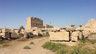 Swifts or Swallows at Karnak Temple Luxor Egypt [upl. by Idihc]