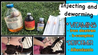 How to Inject vitamins and deworming for goats l Goat Farming Part 4 [upl. by Amalburga]