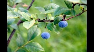 Effect of Whortleberry fruit hydroalcoholic extract on type 2 diabetes [upl. by Burkitt]