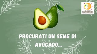 Procurati un seme di avocado [upl. by Aihsek]