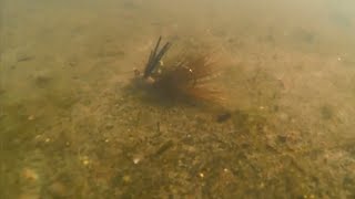 BassLabs Fishing Freview  S amp M Weedless Bucktail Jig 18 oz Underwater Footage [upl. by Morgana250]