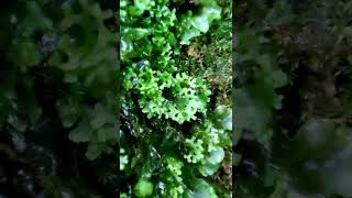 Liverwort Endiviifolia in the wild [upl. by Awram]