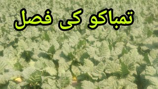 Tombacco ki fasal village life videos and tobbaco forming [upl. by Willtrude]