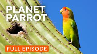 Wild Parrots Taking Over Your City  Full Documentary [upl. by Cirde]