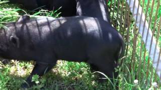 BABY POTBELLIED PIGS [upl. by Stacy367]