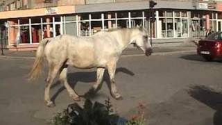 Horse walking on the street in Petrosani Romania [upl. by Georgette]