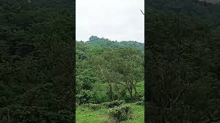 bidesh theke firle deshe kar na valo lagenature travel tea garden in Assam beautiful [upl. by Asiak998]