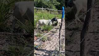 Dia de pasto 🐑 dorper sheep ovelhas [upl. by Nahshu371]