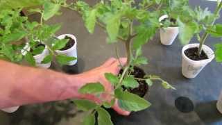 How to Create Double Stem Tomatoes What are Double Production Stems  The Rusted Garden 2013 [upl. by Ilise395]