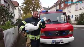 Feuerwehr rettet Schwan [upl. by Ardnassac]