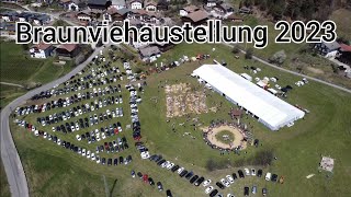 Braunviehausstellung in Kastelruth Südtirol 2023 [upl. by Burdett]