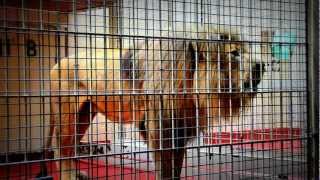 Lion Roars and grunts at San Francisco Zoo [upl. by Colfin615]