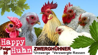 E35 Das Zwerghühner SPEZIAL bei HAPPY HUHN  Geschichte Haltung Stall Rassen Urzwerge Hühner [upl. by Ettenad]