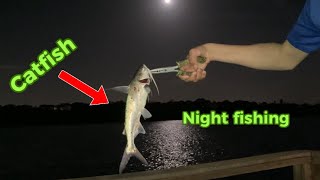 Night fishing in Indian Shores Florida for silver side catfish [upl. by Mayes]