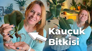 Kauçuk Bitkisi Bakımı Nasıl Yapılır  Çoğaltma Yaprak Sararması 🌿 bitkilerindili [upl. by Aeel]