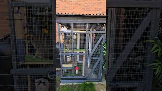 Diy Catio Build Complete catio cats feline [upl. by Lucine13]