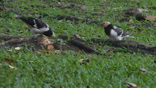 two blackcollared starlings and the rain season [upl. by Fergus]