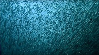 The Billion Sardine Dance  Indian Ocean monsoon  Wild Arabia  BBC Earth [upl. by Ama]