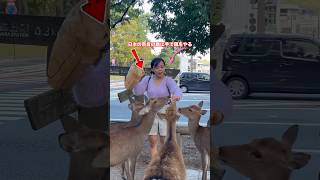 奈良公園 日本の奈良の鹿に手で餌をやる  自然の愛に抱かれて  Nara Deer Park Japan奈良日本旅行お辞儀をする鹿日本日本ビデオブログ 4k [upl. by Dewey608]