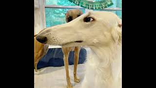 long borzoi nose dog [upl. by Ina489]