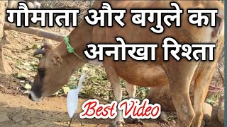 गौमाता और बगुले का अनोखा रिश्ता  Cow and Bagula  Gaay aur Bagula  Cow and Little Egret [upl. by Syned]